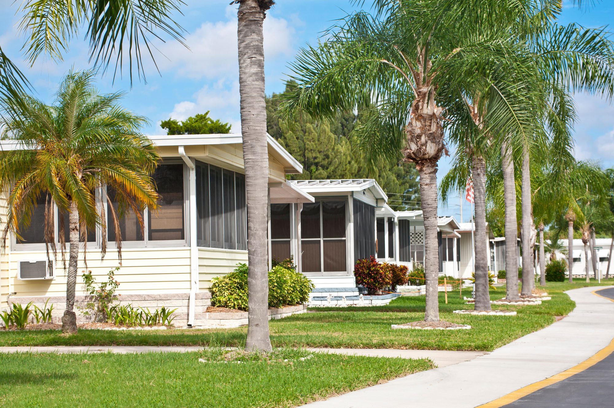 Royal Palm